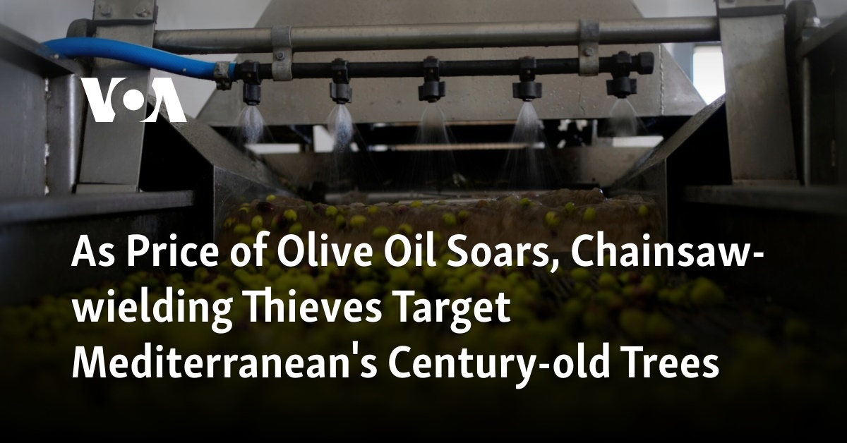 As Price of Olive Oil Soars, Chainsaw-wielding Thieves Target Mediterranean’s Century-old Trees