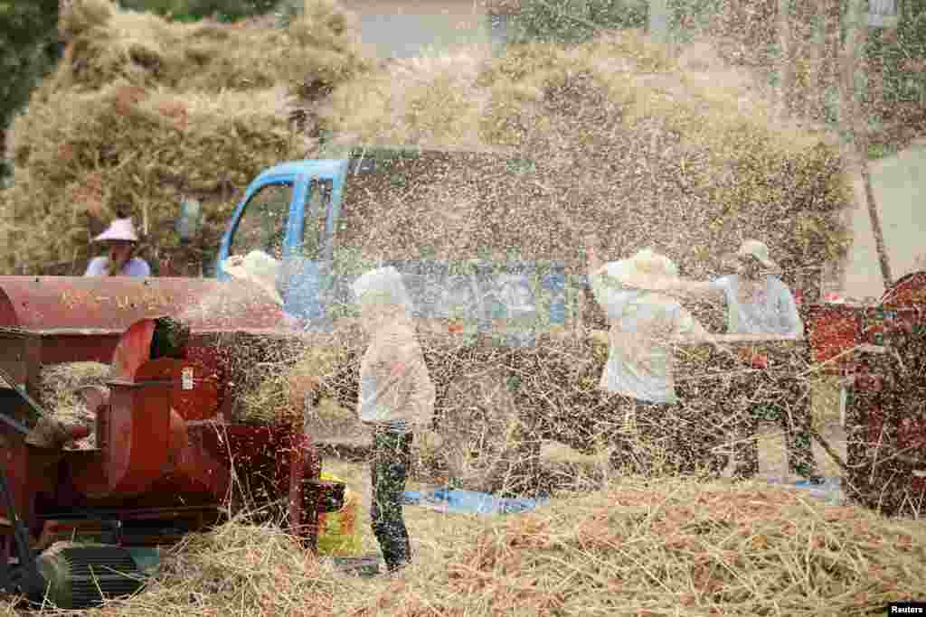 Farmers work next to a thresher threshing newly harvested wheat at a farm in Zaozhuang, Shandong province, China, June 5, 2019. 