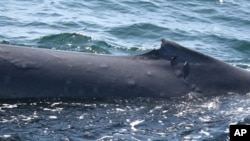 This undated photo released in London Wednesday Nov. 9, 2010, by The Zoological Society of London, shows the blistered skin of a blue whale photographed in the Gulf of California.