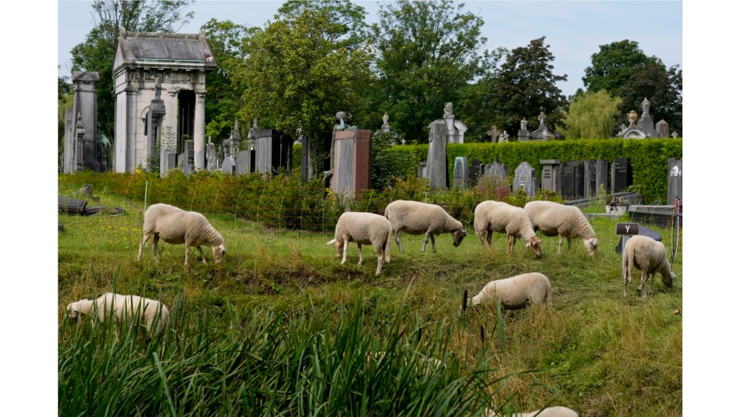 Domba memakan rumput dan bunga liar lainnya di pemakaman Schoonselhof, Hoboken, Belgia, Jumat, 13 Agustus 2021. (AP)