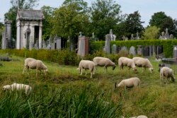 Domba memakan rumput dan bunga liar lainnya di pemakaman Schoonselhof, Hoboken, Belgia, Jumat, 13 Agustus 2021. (AP)