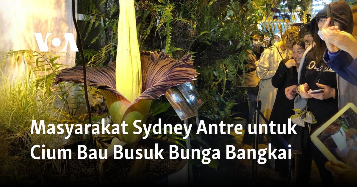 Sydney Society Antre untuk mencium bau bangkai