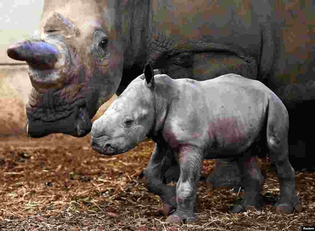 A newly-born white rhinoceros is pictured at the Royal Burgers&#39; Zoo in Arnhem, Netherlands.