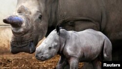 Un rhinocéros blanc nouveau-né près de sa mère le 28 octobre 2021.