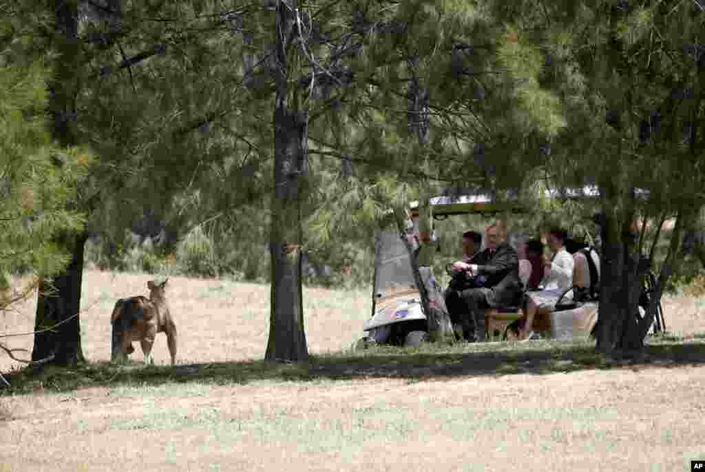 Australian Governor General Peter Cosgrove drives a buggy with China&rsquo;s President Xi Jinping, his wife Peng Liyuan (wearing white), Lynne Cosgrove (third left), as they look for kangaroos, Canberra, Australia, Nov. 17, 2014.