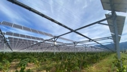 Solar panels at Pierre Escudie's vineyard on Septemember 30, 2021. (REUTERS/Alexandre Minguez)