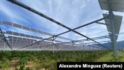 Panneaux solaires au vignoble de Pierre Escudie le 30 septembre 2021. (REUTERS/Alexandre Minguez)