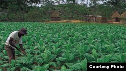 Thousands of labourers were left by former white commercial farmers when they were evicted by Zanu PF supporters in 2000. (File Photo/Courtesy Photo)