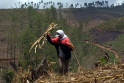 Sebuah desa mengumpulkan kayu bakar di hutan pinus di taman nasional Bromo Tengger di Lumajang, Jawa Timur pada 8 September 2009. (Foto: REUTERS/Sigit Pamungkas)