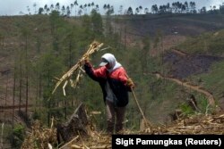 Sebuah desa mengumpulkan kayu bakar di hutan pinus di taman nasional Bromo Tengger di Lumajang, Jawa Timur pada 8 September 2009, sebagai ilustrasi. (Foto: REUTERS/Sigit Pamungkas)