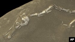 This image provided by the European Synchrotron Radiation Facility shows a view from a 3-D rendering of the "Halszkaraptor escuilliei" dinosaur fossil computed from data obtained at the ESRF in Grenoble, France. 