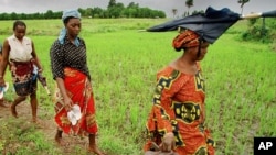 Women farmers walk home after working for 10 hours in the Nerica rice fields near Maferenya, Guinea, in this Aug. 19, 2002 file photo. 