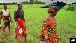 Des agricultrices après dix heures de travail dans les rizières de Nerica près de Maférénya en Guinée, le 19 août 2002.