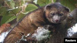 An "olinguito (Bassaricyon neblina)," described as the first carnivore species to be discovered in the American continents in 35 years, is pictured in a cloud forest in South America.