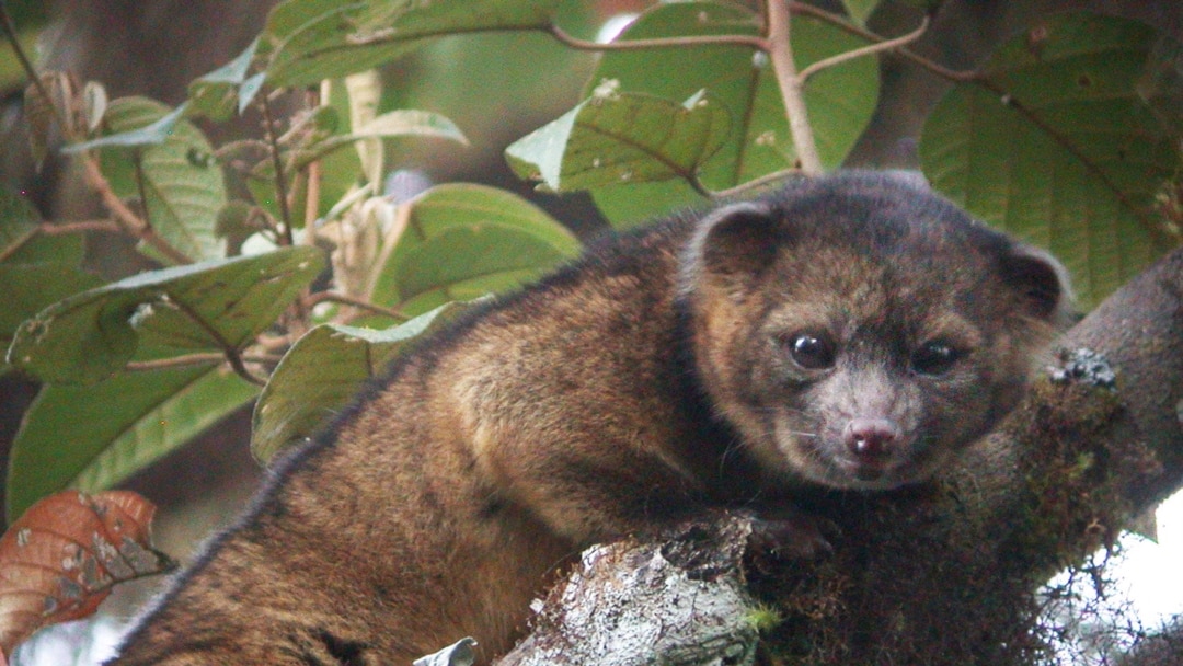 Zoologist best sale civet amazon