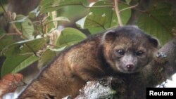 olinguito es el primer carnívoro descubierto en los últimos 35 años que habita en el continente americano.