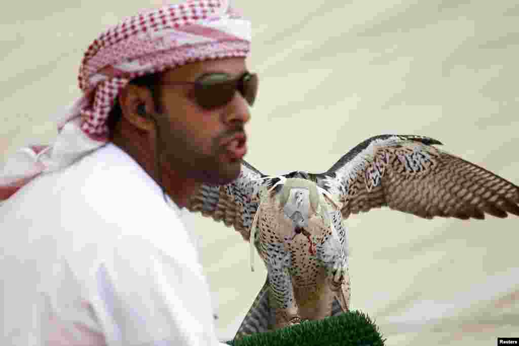 A participant looks on as prepares to help launch his falcon during the first day of the Abu Dhabi Falconry 400m competition in Al Wathba, Abu Dhabi, November 29