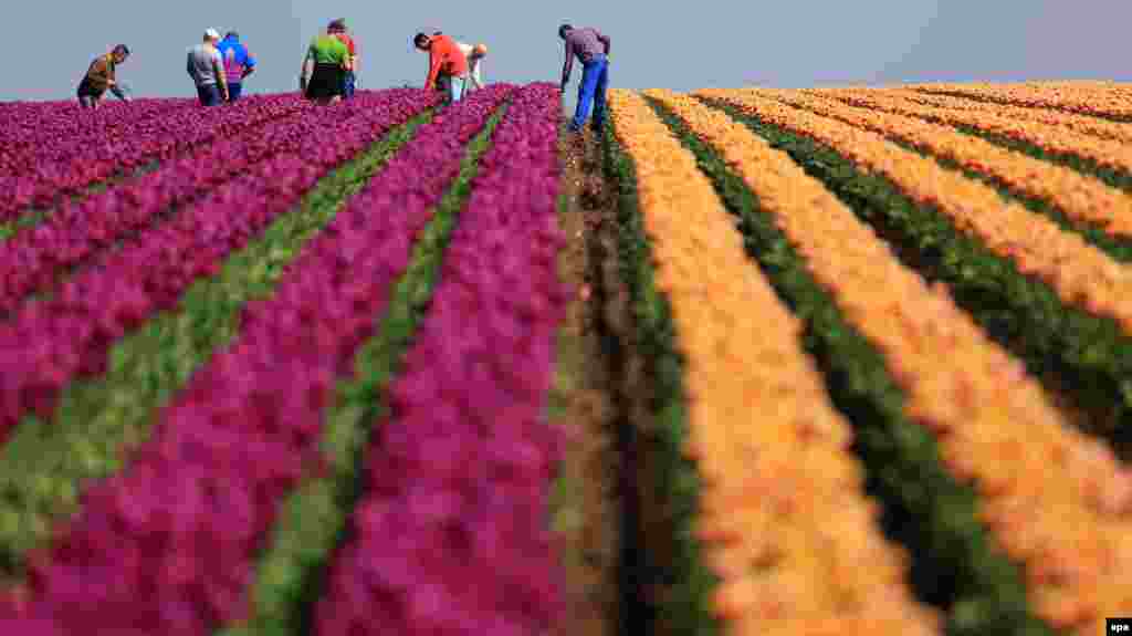 Para pekerja memilih bunga tulip di ladang di Spezialkulturen dekat Blumenberg, Jerman, 2 Mei 2016.