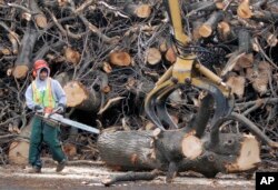 FILE - A tree removal worker with a chainsaw watches as a log is removed by an oversized claw in a parking lot on the campus of Quinsigamond Community College in Worcester, Massachusetts, Jan. 5, 2009. A 2008 infestation of the Asian longhorned beetle in the city resulted in removal of tens of thousands of trees.