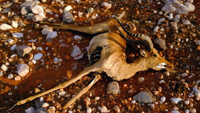 Drought Threatens Wildlife Industry in South Africa