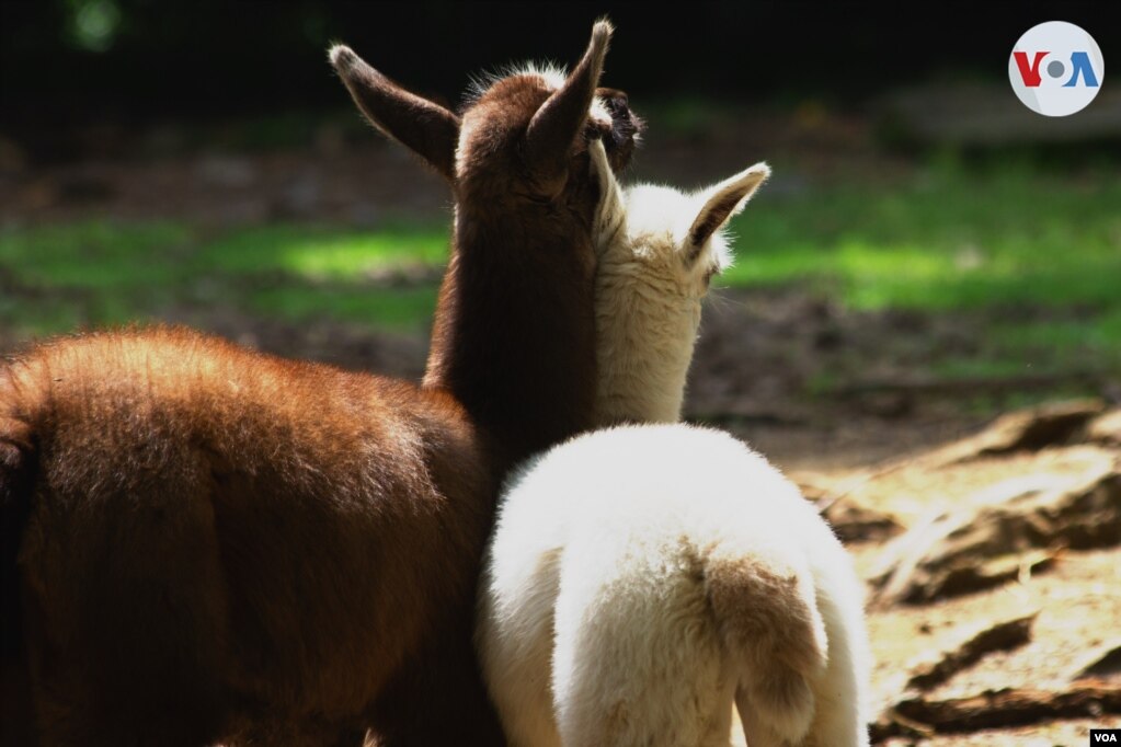 La instalación cuenta con 25 hectáreas distribuidas por categoría, que reúnen a 2.500 animales de todas las especies. No en vano es considerado el mejor zoológico de Colombia y uno de los más importantes de América Latina, acreditado así por la AZA, la Asociación Americana de Zoológicos y Acuarios.