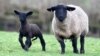 How Fast Is ‘Two Shakes of a Lamb’s Tail’?