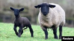 A Suffolk sheep and her three-week-old lamb on a farm in Brecon, Wales, Britain, February 17, 2020. (REUTERS Photo/Rebecca Naden)