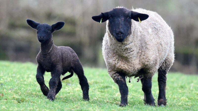 How Fast Is ‘Two Shakes of a Lamb’s Tail’?