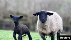Seekor domba Suffolk dan anak dombanya yang berumur tiga minggu di Bwthyn Pen Y Bont Farm, Brecon, Wales, Inggris, 17 Februari 2020. (Foto: REUTERS/Rebecca Naden)