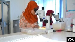 Para peneliti bekerja di insektarium Fakultas Kedokteran UGM dalam program Eliminate Dengue Project. (VOA/Nurhadi Sucahyo)