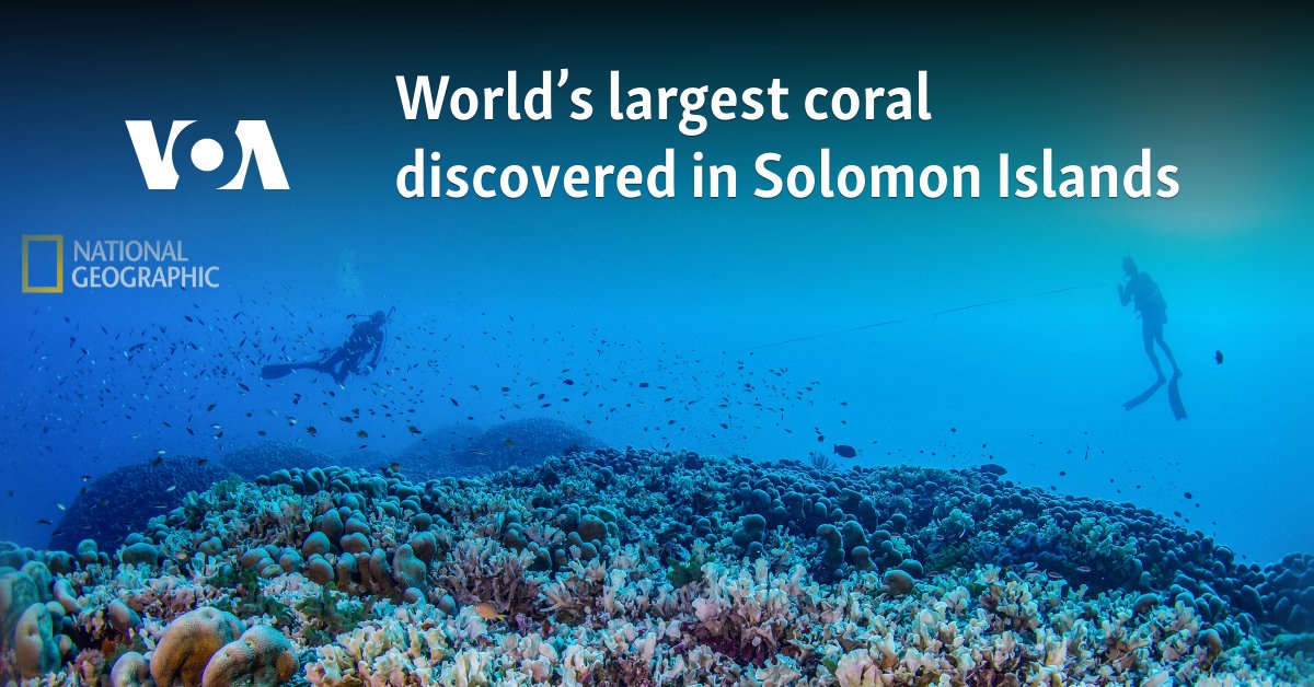 World’s largest coral discovered in Solomon Islands