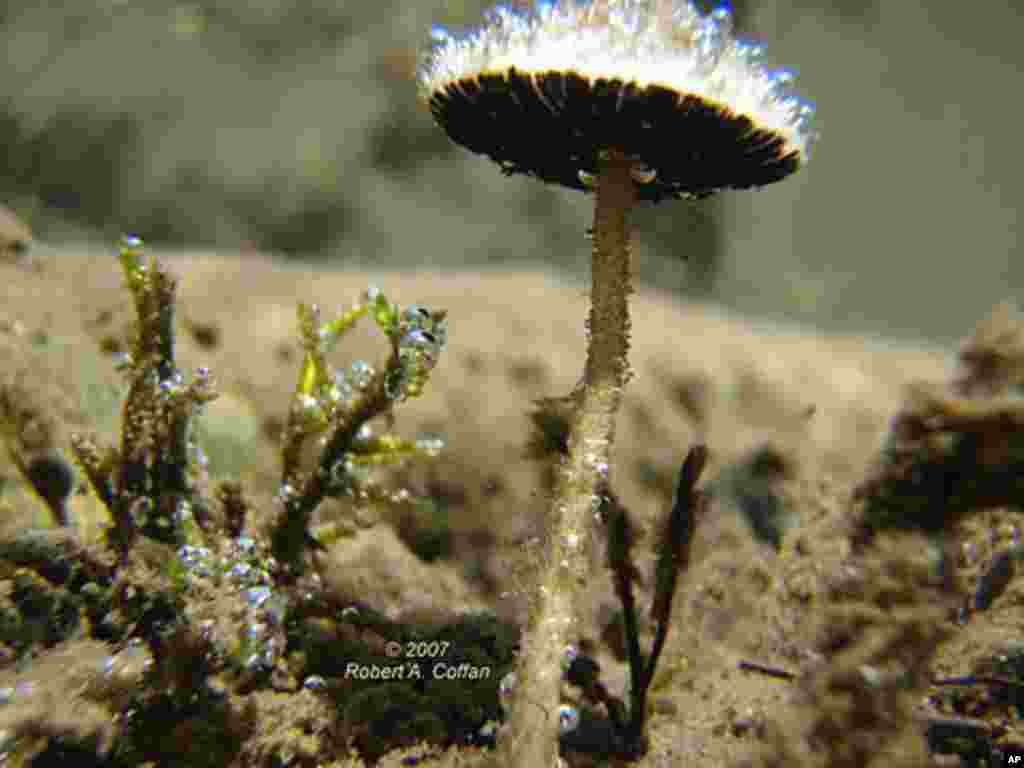 This mushroom from the Northwestern United States fruits underwater. (Robert Coffan, Southern Oregon University)