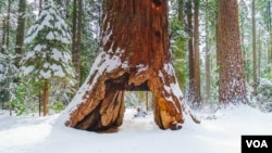 The 'Pioneer Cabin Tree' giant sequoia is seen in Calaveras Big Trees State Park in northern California. (Courtesy: California State Parks)