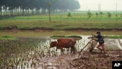 Untuk jangka panjang Vietnam akan meningkatkan kualitas berasnya dan berencana menembus pasar Tiongkok (foto: Dok).