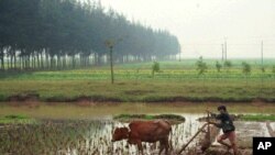 Đất đai, nước, và lúa mọc trong vùng ô nhiễm đều có thể gây độc cho người.