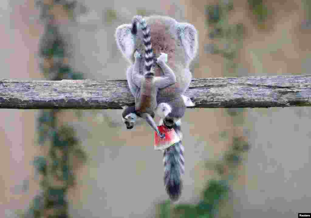 Ring-tailed lemurs eat a piece of watermelon during the hot weather, at Biopark Zoo in Rome, Italy.