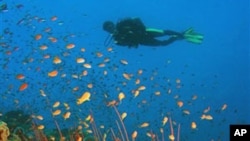A scuba diver swims in this handout photo from the journal Science (file photo)