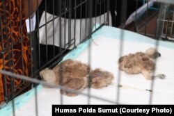 Barang bukti yaitu 3 ekor elang brontok, sebagai jenis satwa dilindungi, saat dirilis di Mapolda Sumut, Jumat (11/1) (Courtesy: Human Polda Sumut)