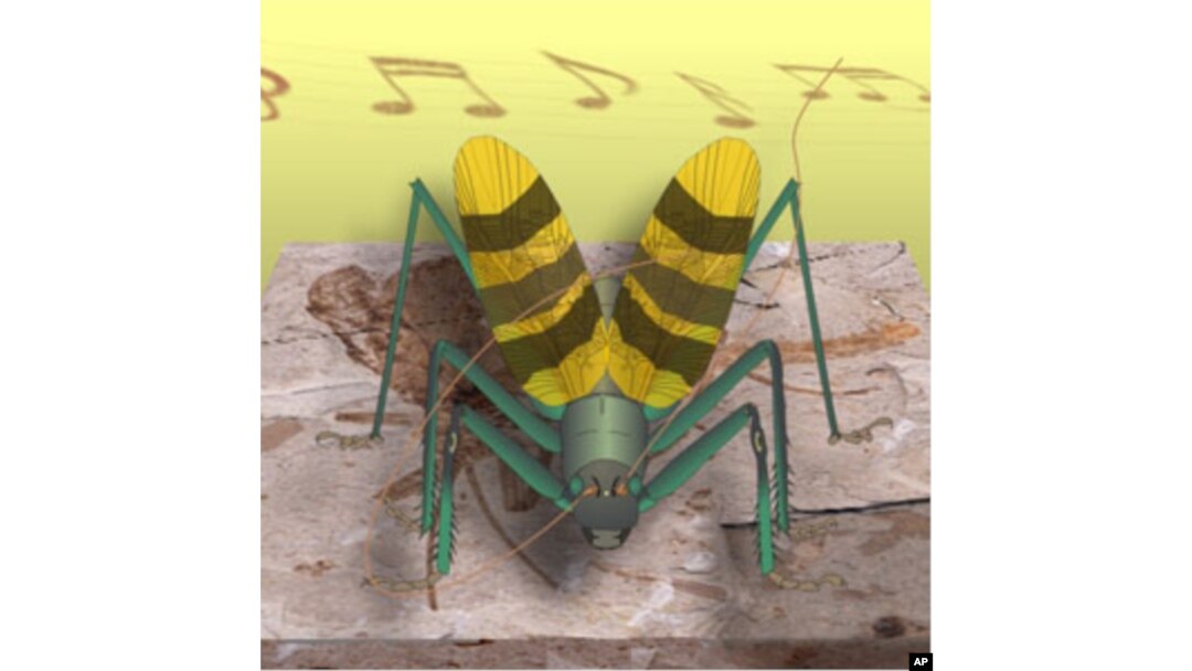 Artist's conception of what the ancient A. musicus would have looked like.