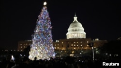 The U.S. Capitol Christmas Tree is pictured against a backdrop of the U.S. Capitol Building in Washington, December 4, 2012. 