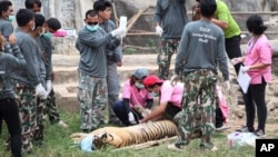 In this May 30, 2016, photo, wildlife officials sedate a tiger at the "Tiger Temple" in Saiyok district in Kanchanaburi province, west of Bangkok, Thailand. Wildlife officials in Thailand on Monday began removing some of the 137 tigers held at a Buddhist temple following accusations that the monks were involved in illegal breeding and trafficking of the animals. 