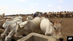 Livestock drink from a water point in the Kenya-Somalia border town of Liboi July 29, 2011