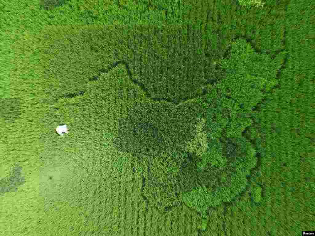 A man works in a rice field where rice crop is planted in a shape which looks like a map of China, in Shanghai.
