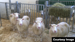 The offspring of the first cloned sheep appear to be healthy, according to a new study.