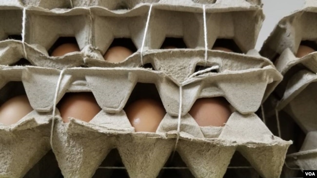 carton de huevos