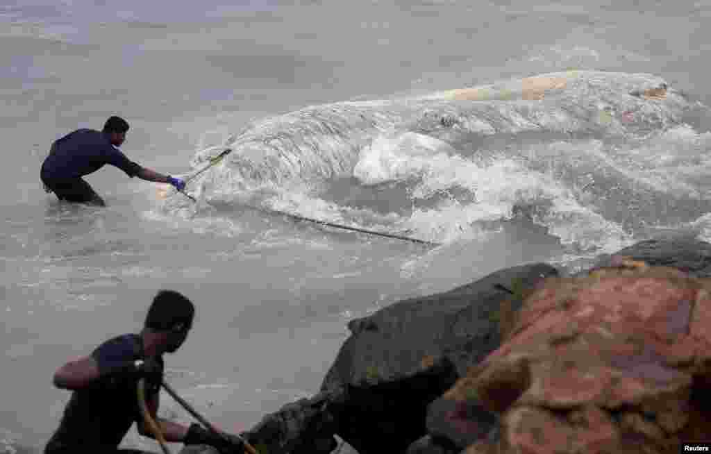 Military officials pull a dead whale out of the sea in Colombo, Sri Lanka May 22, 2017..