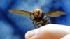 亞洲巨型大黃蜂在華盛頓州出現