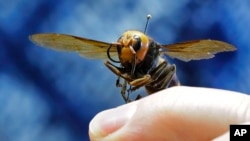 An Asian giant hornet from Japan is held on a pin by Sven Spichiger, an entomologist with the Washington state Dept. of Agriculture, Monday, May 4, 2020, in Olympia, Wash. The insects were found in 2021 closer to Seattle.