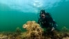 Quiz - Mysterious Organism Threatens Huge, Mediterranean Clam