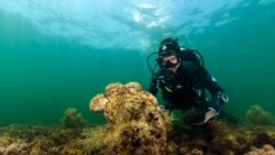 Quiz - Mysterious Organism Threatens Huge, Mediterranean Clam